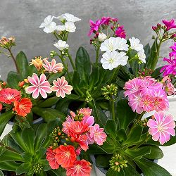 [26年2月中下旬予約]レウイシア：エリーゼ花色おまかせ11ｃｍポット