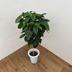 コーヒーノキ（アラビカ種）　7号鉢植え