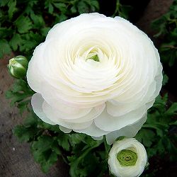 ラナンキュラス：スプリンクルホワイト3.5号ポット