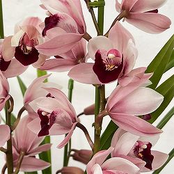 テーブルシンビジウム：ピノノワール2本立ち　5号鉢植え（皿付き）
