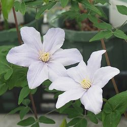 クレマチス：カドミア3.5号ロングポット（原種系）