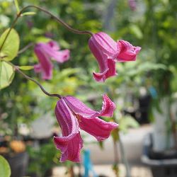 クレマチス：エトワールローズ3.5号ロングポット（テキセンシス系）