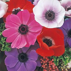 [送料無料]アネモネ：ポルト 花色ミックス3.5号ポット 12株セット
