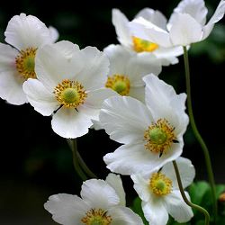 アネモネ：シルベストリス（白花アネモネ）3号ポット