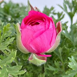 ラナンキュラス：スプリンクル・ローズ3.5号ポット