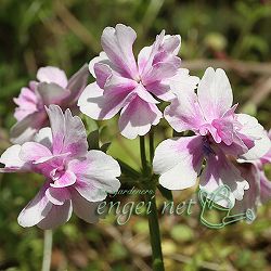 日本サクラソウ（桜草）八重咲き：幼なじみ2.5号ポット