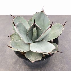 アガベ：パリー　トルンカータ　6号鉢植え
