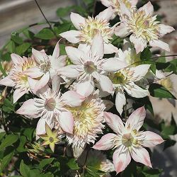 クレマチス：ゴキュウモモマンエ（五弓桃万重）3.5号ロングポット（フロリダ系）