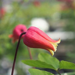 クレマチス：多摩美3.5号ロングポット(テキセンシス系)