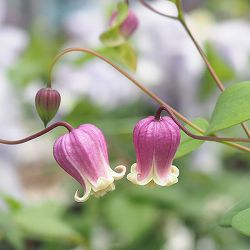 クレマチス：シオネ（潮音）3.5号ロングポット（ビオルナ系）