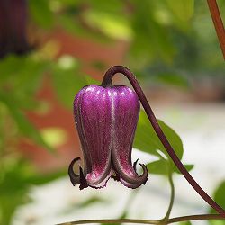 クレマチス：フドウ（不動）3.5号ロングポット（ビオルナ系）