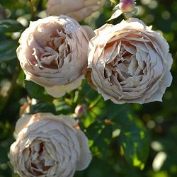 （開花予定株）ロサ・オリエンティス・プログレッシオ：ルクソール大苗6号角鉢植え(バラ)