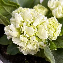 プリムラ：メロンムース3.5号ポット