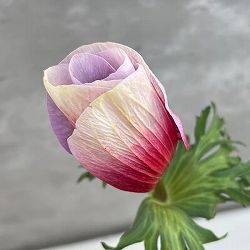 アネモネ：モナリザ ・ホワイトレッド5号鉢植え