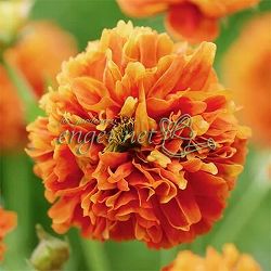 ゲウム（西洋ダイコンソウ）：オレンジパンプキン3-3.5号ポット