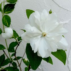 バイカウツギ（梅花ウツギ）：イノセンス6号ポット