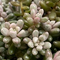 セダム：雫玉　2号ポット