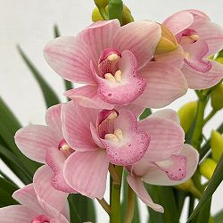 テーブルシンビジウム：森の精 永遠（とわ）2本立ち　5号鉢植え（皿付き）