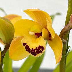 テーブルシンビジウム：ひかる2本立ち　5号鉢植え（皿付き）