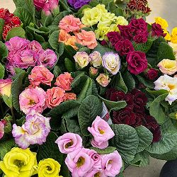 [送料無料]プリムラ：ジュリアン コロネット レンブラントクリアカラー花色見計らい3.5号ポット 6株セット