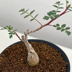 パキコルムス：ディスカラー（象の木）3号鉢植え