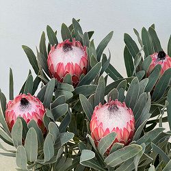 プロテア：ポッサムマジック　7号鉢植え25-01