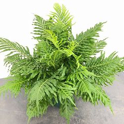 ブレクナム：ギバム　5号鉢植え