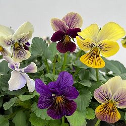 ビオラ：恋文3.5号ポット 3株セット