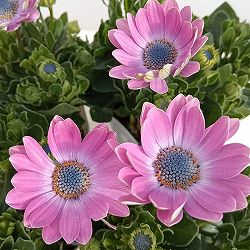 オステオスペルマム：セレニティ ドロレス3.5号ポット