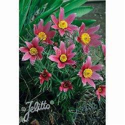 西洋オキナグサ（プルサティラ）：ローズベル 3号ポット