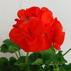 ゼラニウム： クオリティ アンソニー 4号ポット