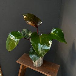 フィロデンドロン：ホワイトナイト　5号鉢植え