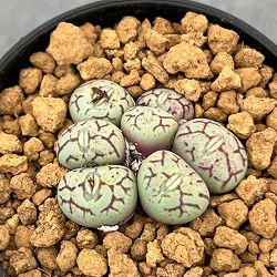 コノフィツム：清姫　2.5号ポット