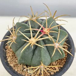フェロカクタス：天城　3号鉢植え