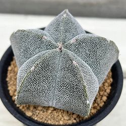 アストロフィツム：鸞鳳玉（らんぽうぎょく）五角　3号鉢植え*