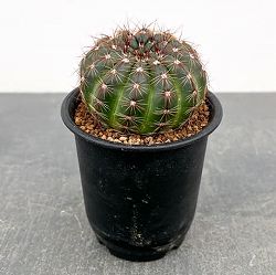 ノトカクタス（パロディア）：青王丸（セイオウマル）3号鉢植え