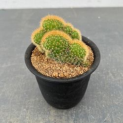 サボテン：アケルシア　ロゼイフロラ　3号鉢植え