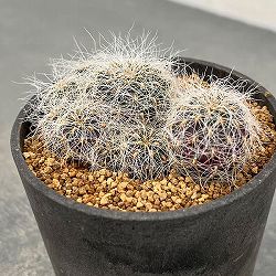 スルコレブチア：ヘルトゥシー3号鉢植え