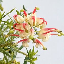グレビレア：ジュビリー5号鉢植え