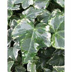 ヘデラ（アイビー）：ハーレキン3号ポット