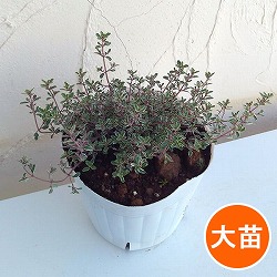 タイム：シルバータイム5号ポット