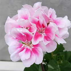 ゼラニウム：ムーンライト　キャシー5号鉢植え