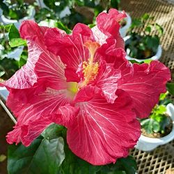ハイビスカス：キャンディメイネス 7号鉢植え