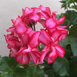 アイビーゼラニウム：シビル　メキシカルビー5号鉢植え