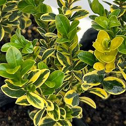 西洋ツゲ：サンバースト3号ポット