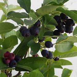 ジューンベリー：リージェント 3.5号ポット