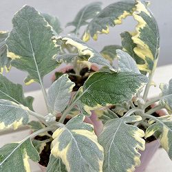 シロタエギク（ダスティミラー）：バニラッテ（斑入り）2.5号ポット