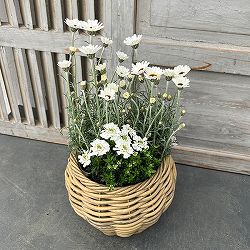 季節のミニ寄せ植え：ローダンセマム：アフリカンアイズ（エコラタンバスケット）
