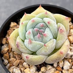 エケベリア：コロラータ　2.5号鉢植え*