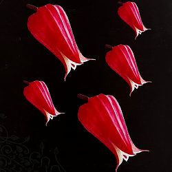 クレマチス：テキセンシス・レッド4号ポット（ヴィオルナ系）